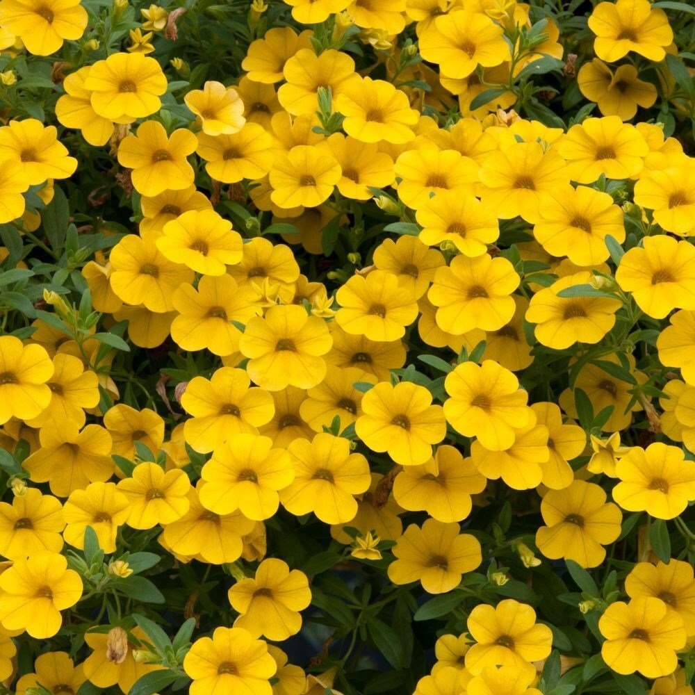 Calibrachoa Parviflora Cabaret Yellow 15cm Pot