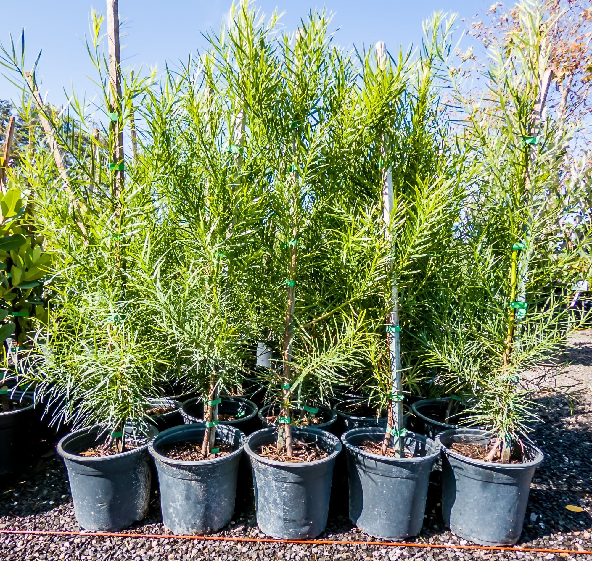 Yellowwood 19cm Afrocarpus Falcatus