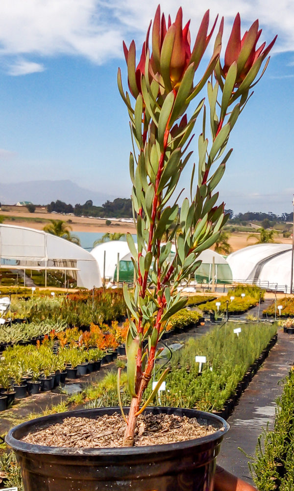 Leucadendron Blush 15cm - Click & Plant