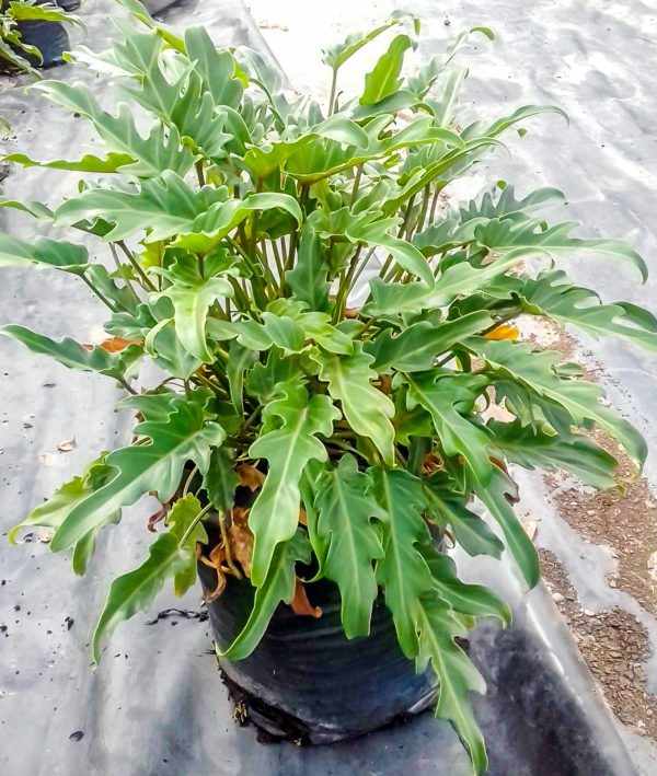 Philodendron Xanadu 10lt - Click & Plant