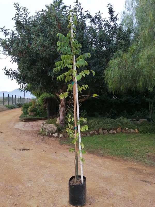 Celtis Africana 20lt (White Stinkwood) – Click & Plant