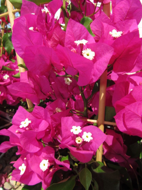 Arnelia Bougainvillea Vera Purple 22cm Pot - Click & Plant