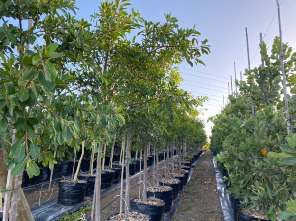 Ficus Natalensis 125lt - Click & Plant