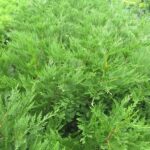Cupressus Leylandii 20lt