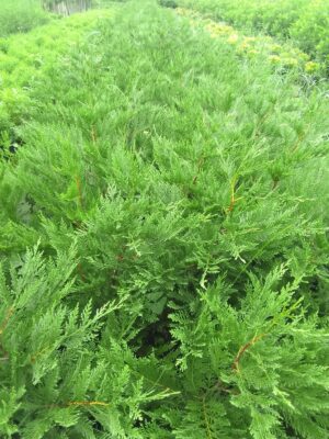 Cupressus Leylandii 20lt