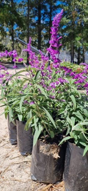 Salvia Leucantha (Purple) 4lt