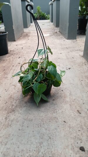 Heart Leaf Philodendron 16cm Hanging Basket