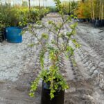 Dovyalis Caffra Shrub (Kei Apple) 20lt
