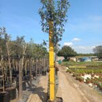 Brachylaena Discolor 50lt