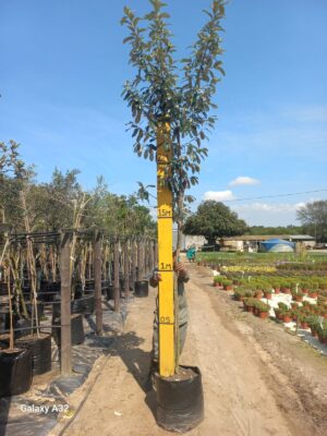 Brachylaena Discolor 50lt