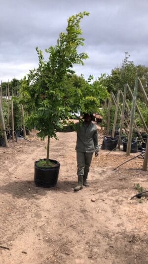 Celtis Sinensis 100lt Tree - Image 3