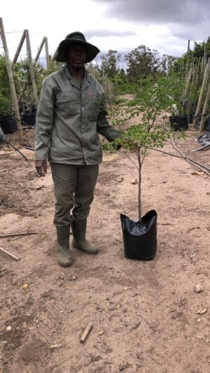 Caesalpinia Ferrea (Leopard Tree) 20lt