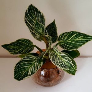10cm Fishbowl with Philodendron Birkin - Image 2