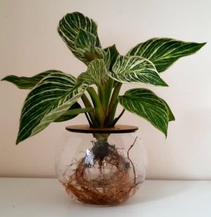 10cm Fishbowl with Philodendron Birkin
