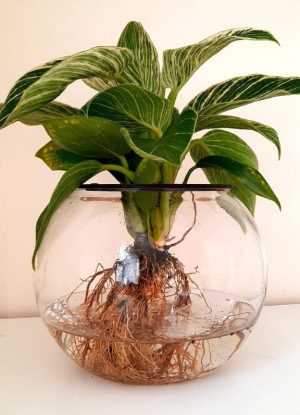 15cm Fishbowl with Philodendron Birkin - Image 2