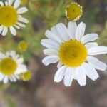 Chamomile Matricaria recutita 12cm