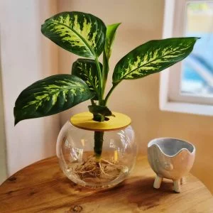 Fishbowl with Dieffenbachia Exotica - 15cm