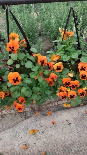 Pansy Mobile Hanging Garden