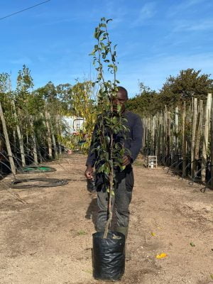 Pear Tree (Pyrus communis) 20lt