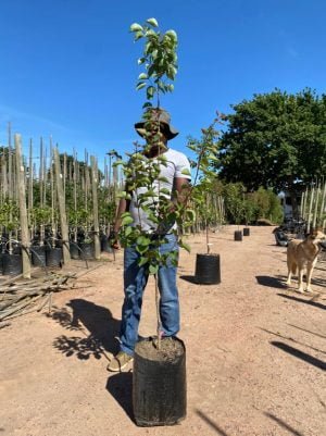 Apricot Tree 20lt