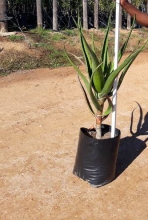 Tree Aloe 20lt (Aloidendron Barberae)