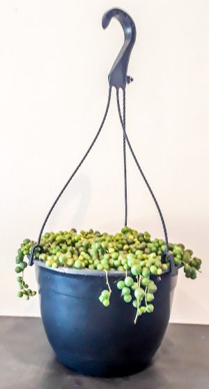 String of Pearls (Senecio Rowleyanu) 20cm hanging basket - Image 2