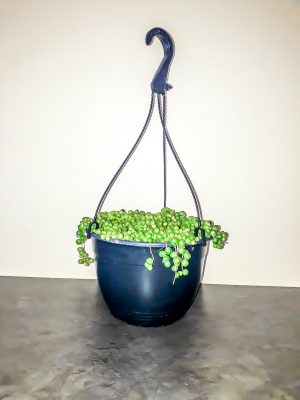 String of Pearls (Senecio Rowleyanu) 20cm hanging basket - Image 3