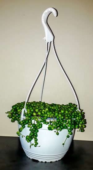 String of Pearls (Senecio Rowleyanu) 20cm hanging basket - Image 4