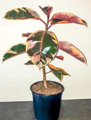 Ficus Belize 24cm