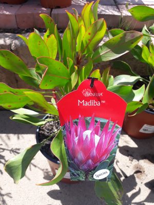 Madiba Protea 17.5cm - Image 2