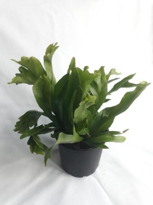 Microsorum Green Flame 14cm Pot