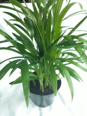 Areca Palm 19cm Pot (Bamboo Palm)