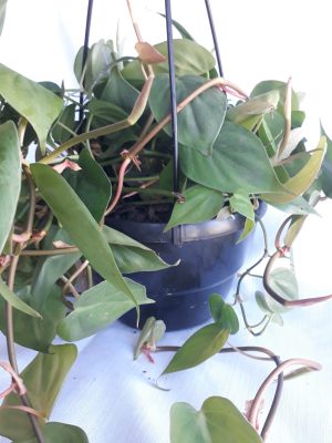 Heart Leaf Philodendron 20cm Hanging Basket - Image 2