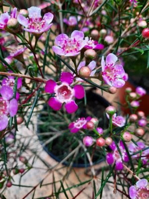 Geraldton Wax 'Purple Pride' 15cm Pot