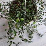 Muehlenbeckia Axillaris (Creeping Wire Vine) 20cm Hanging Basket