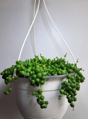 String of Pearls (Senecio Rowleyanu) 20cm hanging basket