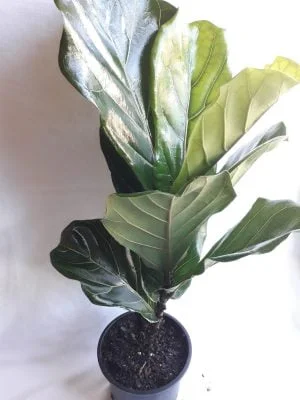 Ficus Lyrata 20cm Pot (fiddle leaf fig)