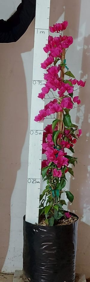 Bougainvillea Brilliant 20lt