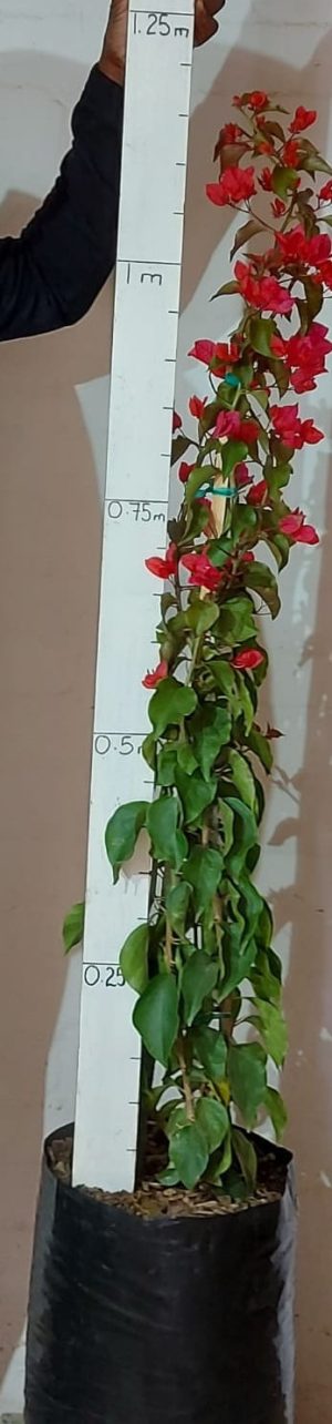 Bougainvillea Crimson Jewel 20lt