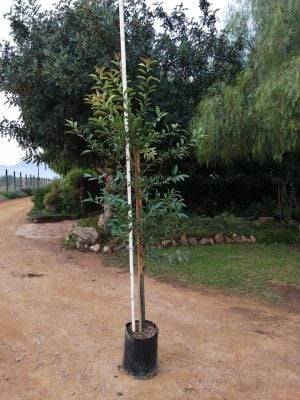 Ilex mitis 20lt (African Holly)