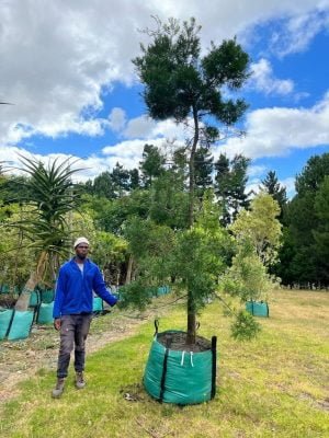 Afrocarpus Falcatus 250lt Tree