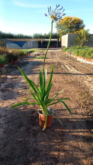 Agapantha Medium Blue 17cm Pot