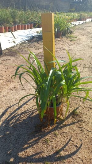 Agapanthus Praecox Blue 17cm Pot