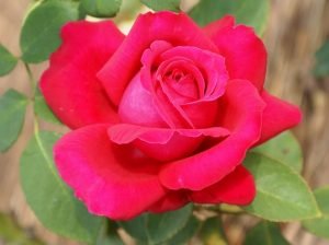 Alec’s Red Hybrid Tea Rose 5lt