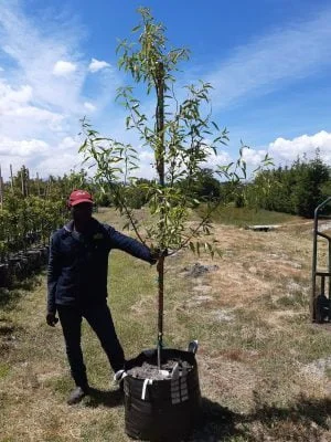 Almond Tree (Texas Mission) 70lt