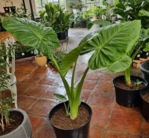 Alocasia Calidora 40cm Pot