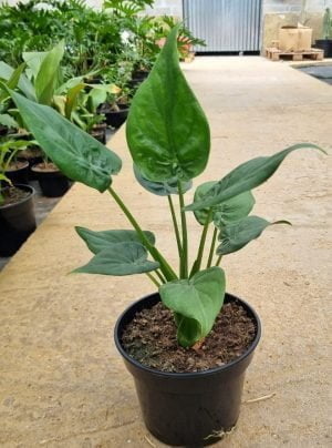 Alocasia Cucullata 19cm Pot