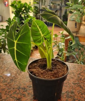 Alocasia Frydek 14cm Pot
