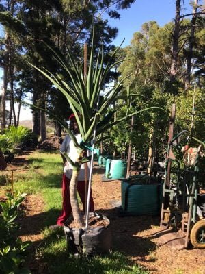 Aloe Barberae 70lt