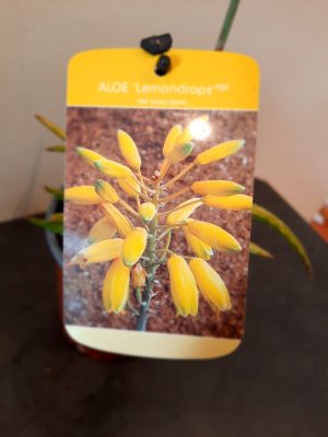 Aloe Lemon Drops 15cm Pot - Image 2